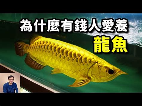 五行測驗 金龍魚壽命